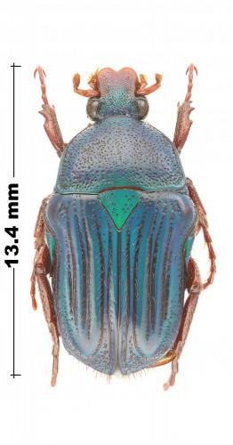 Pyrrhopoda pratensis